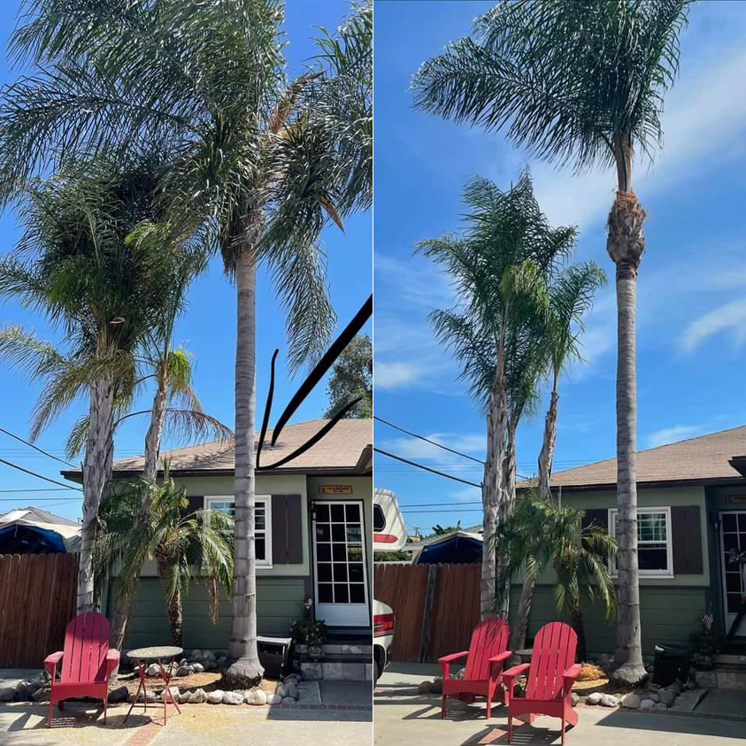 palm tree trimming before and after photo