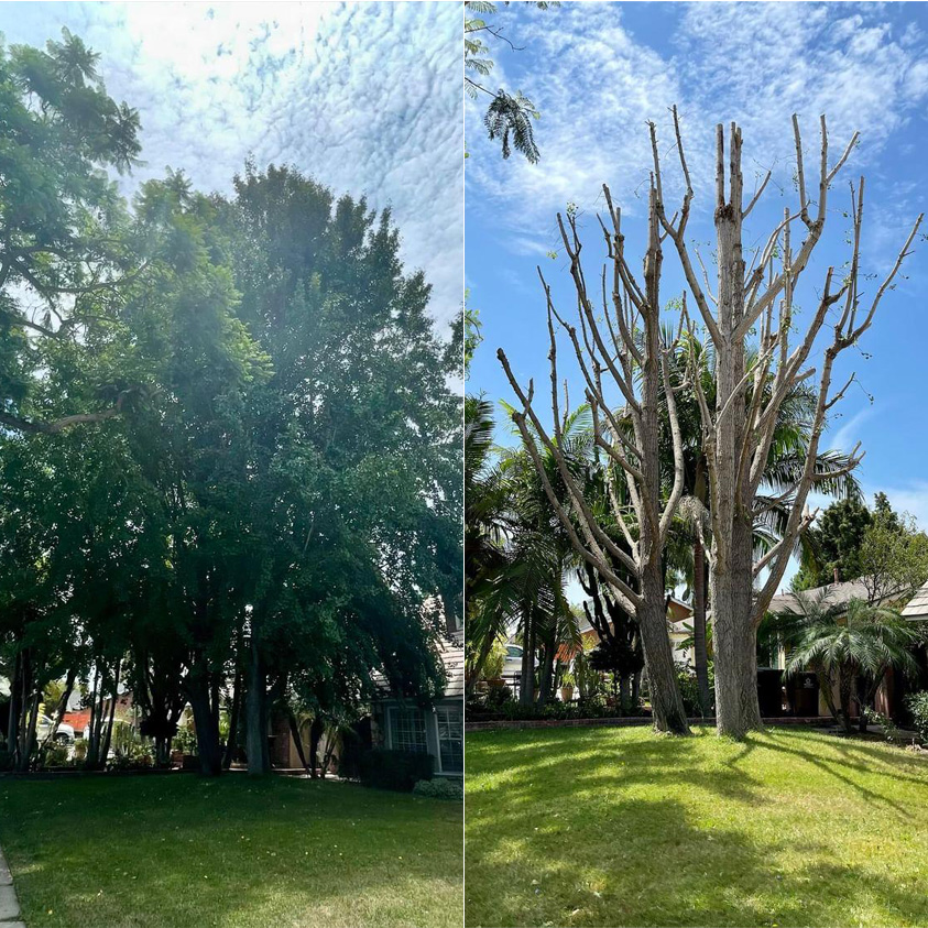 tree pruning before and after photo