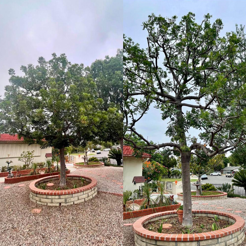 courtyard tree pruning before and after photo