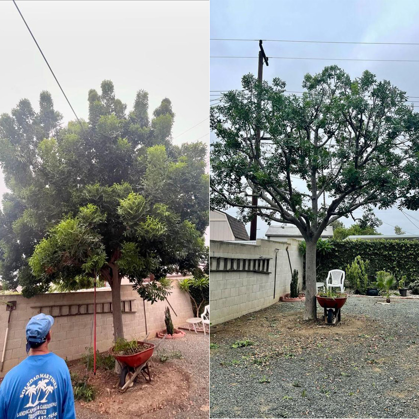 tree pruning before and after photo