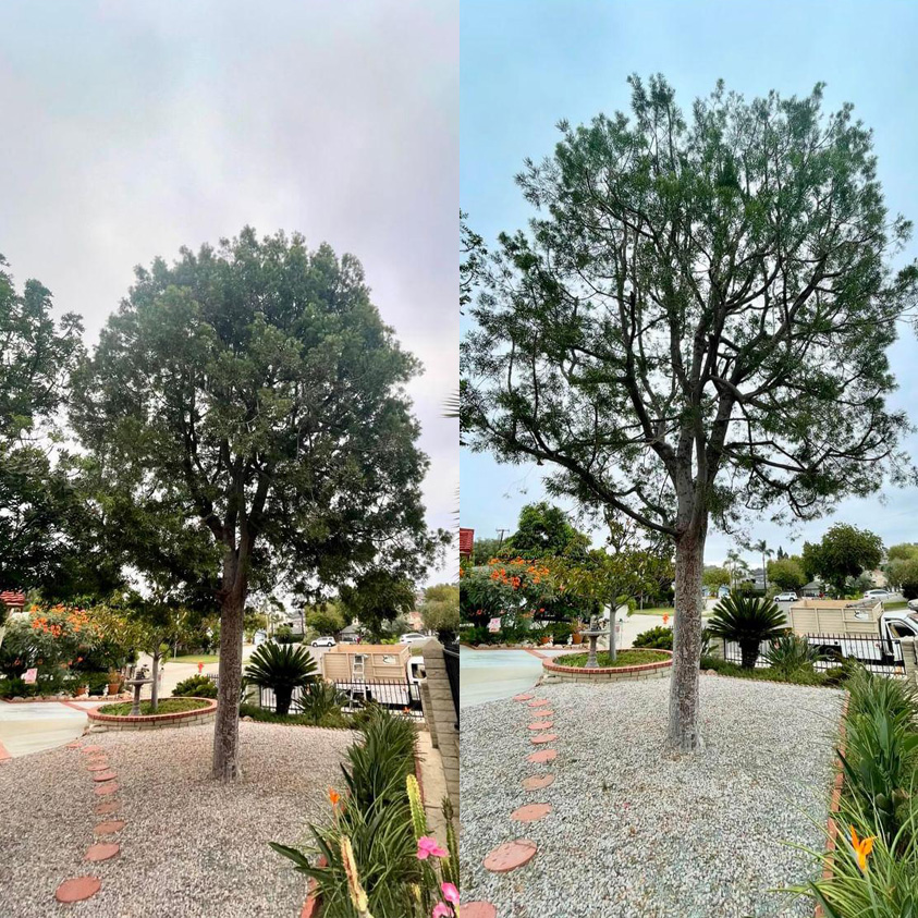 courtyard tree pruning before and after photo