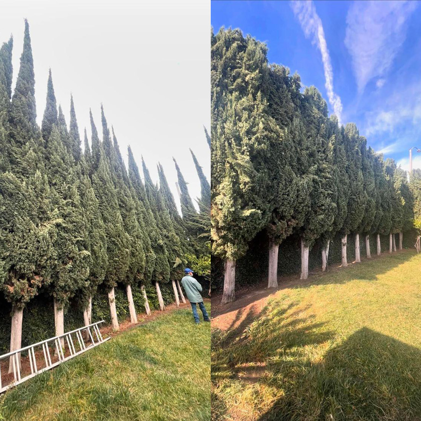 backyard tree trimming before and after photo