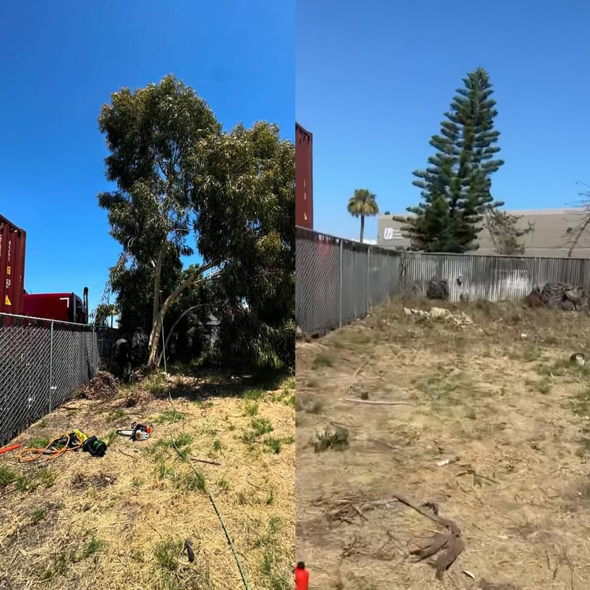 tree removal before and after photo