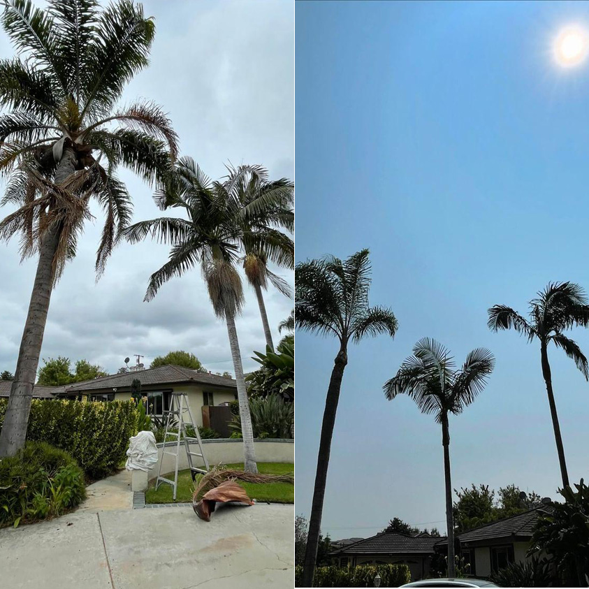 palm tree before and after photo