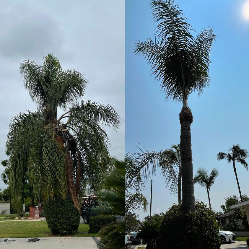 palm tree trim before and after photo