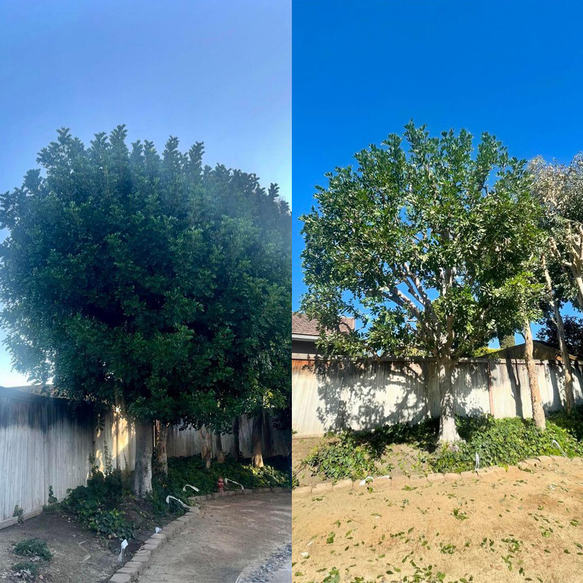 backyard tree pruning before and after photo