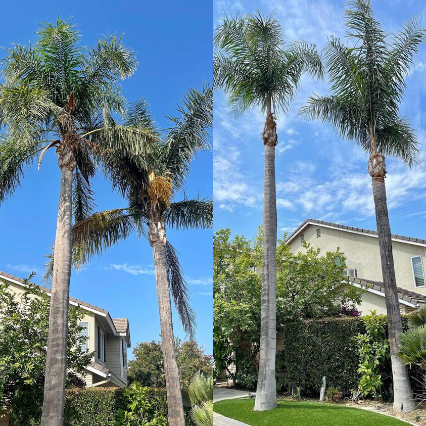 palm tree trimming before and after photo