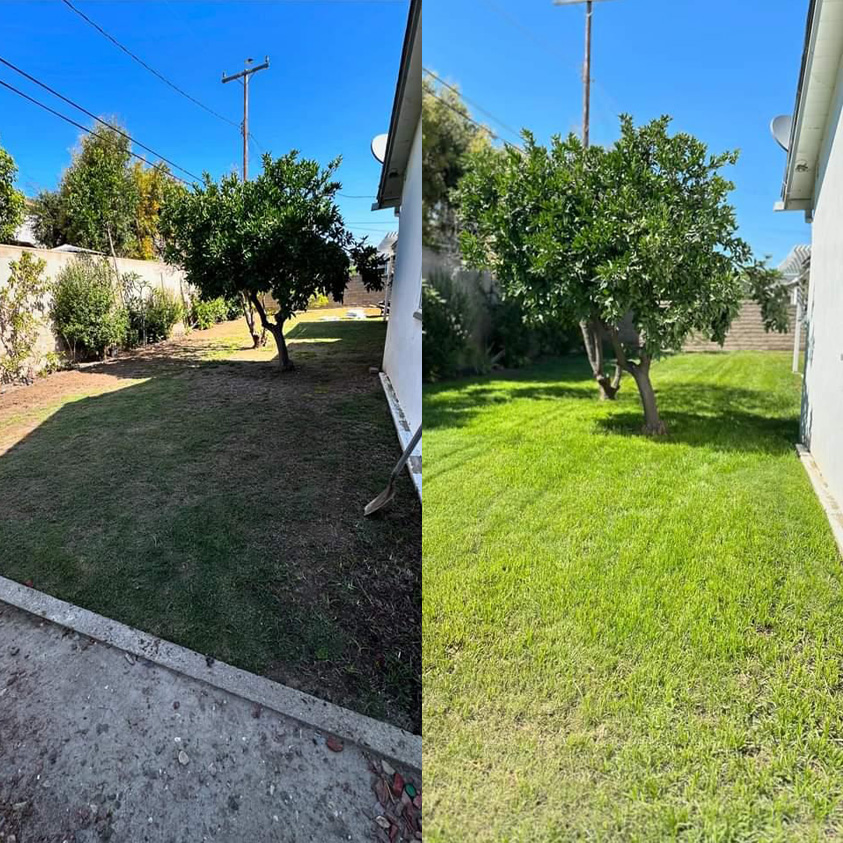 seed and sod before and after photo